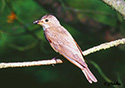 Muscicapa striata